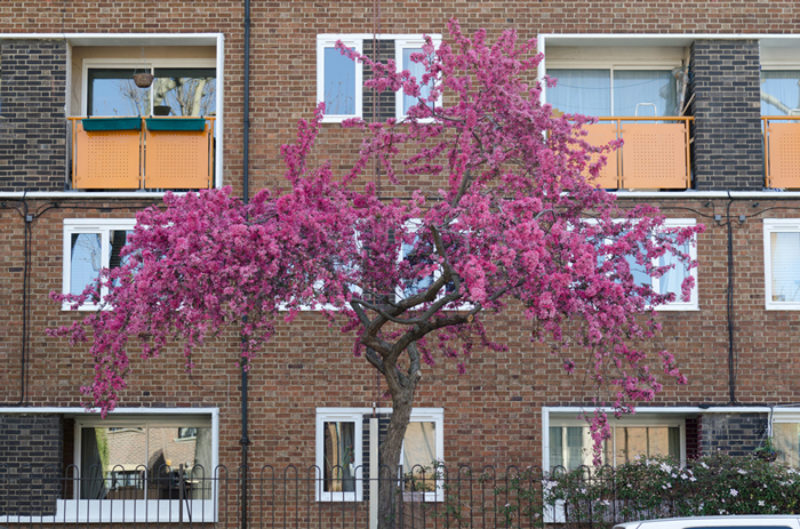 Marsha Dunstan, Pink tree (2013)