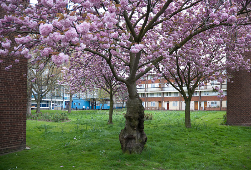 Marsha Dunstan, Pink tree (ii, 2008)