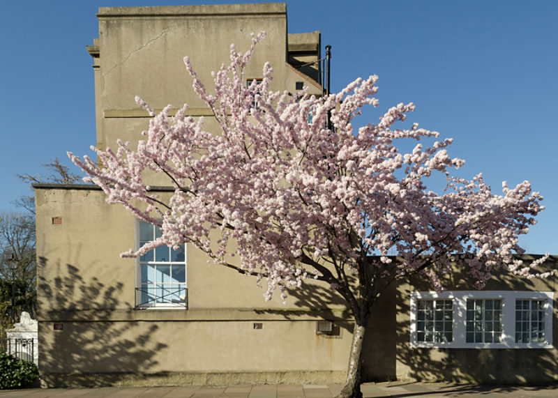 Marsha Dunstan, Pink tree (2014)