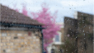 Marsha Dunstan: Pink tree (ii, 2007)