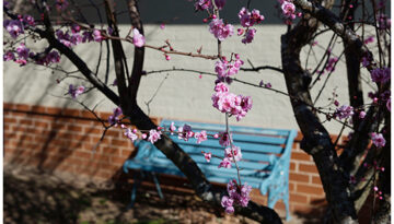 wfi 2017 Pink tree i
