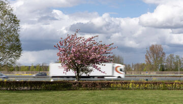 Marsha Dunstan: Pink tree (ii, 2023)