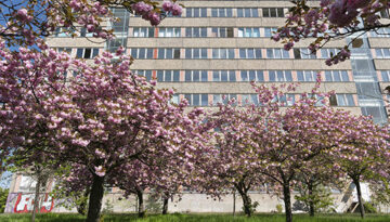 Marsha Dunstan: Pink tree (iii, 2023)