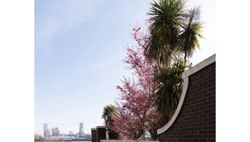 Marsha Dunstan: Pink tree (ii, 2025)