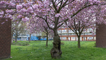 wfi Pink tree ii 2008