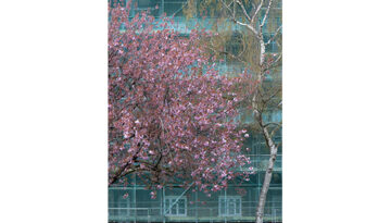Marsha Dunstan: Pink tree (i, 2008)