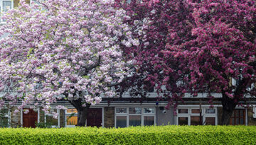 Marsha Dunstan: Pink tree (1, 2012)