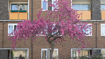 Marsha Dunstan: Pink tree (ii, 2012)