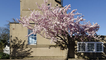 Marsha Dunstan: Pink tree (i, 2014)