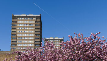 Marsha Dunstan: Pink tree (iii, 2015)