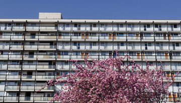 Marsha Dunstan: Pink tree (i, 2010)